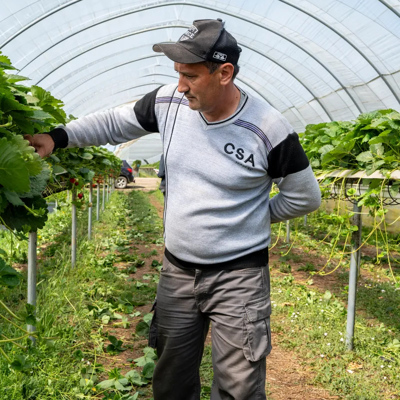 Those British Strawberries Are Being Picked by Central Asian Workers