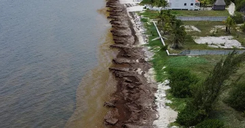 Mexico’s President Unveils Plan to Fight Seaweed That Is Choking Beaches