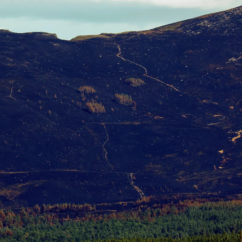 As Wildfires Plague Europe, Scotland Races to Save a Cherished National Park