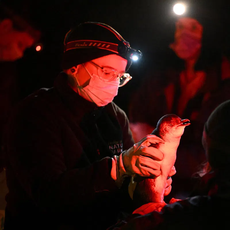 What We Know About Australia’s Bird Flu, Which Has Crossed Over to Mammals