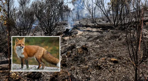 ?Incendio sul Vesuvio, la situazione un anno dopo: ancora ferite ma torna la volpe rossa