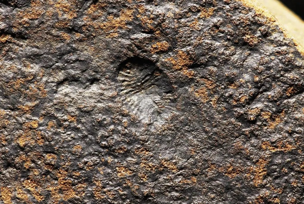 The Oldest Evidence of Animal Sex Has Been Found, and It’s Mind-Boggling