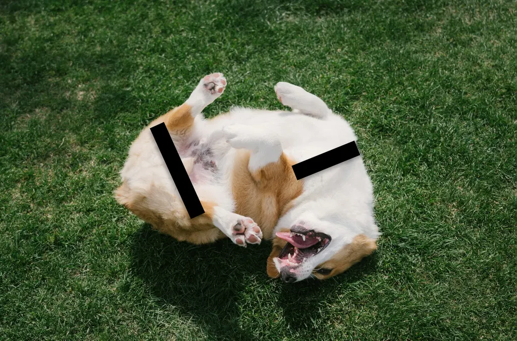 Apple’s iMessage Scanning Flagged a Video of My Friend's Dog as Nudity