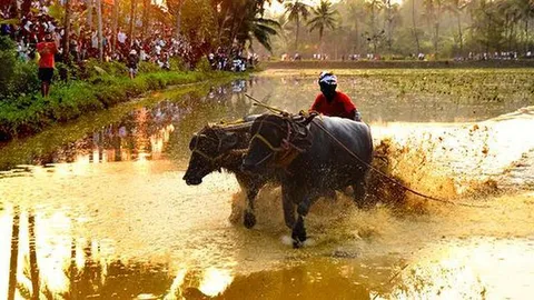 Joint Action Committee opposes tree felling for Kambala, seeks action