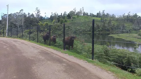 Perimeter fence around Kattery Dam blocks wildlife’s access to waterbody