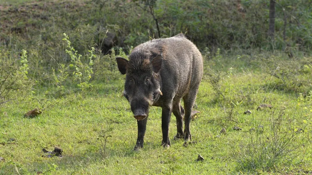 Kerala farmer killed by own illegal electric fence meant to keep wild boars away