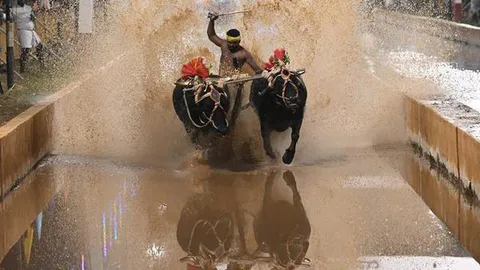 Kambala in Mysuru Dasara: Debate over culture and cost