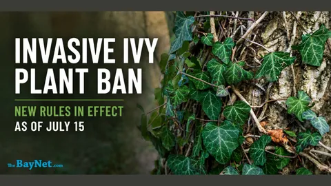Maryland Bans The Sale Of Invasive Ivy-Type Plants