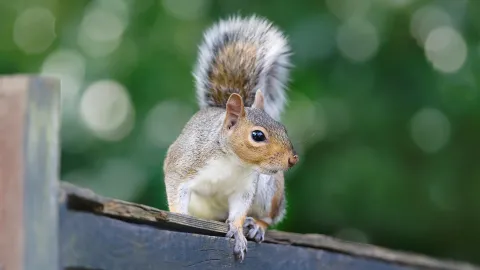 Squirrel Unaware He Embroiled In Months-Long Feud With Homeowner