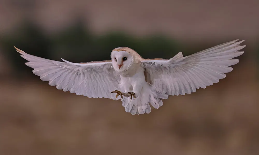 The Genius of the Barn Owl's Feathers