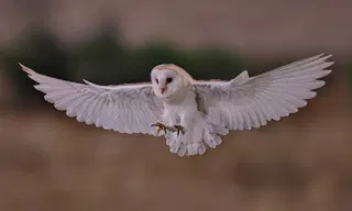 The Genius of the Barn Owl's Feathers