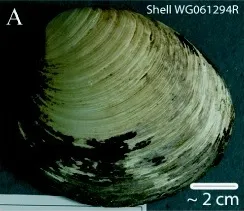 Ming (Clam)