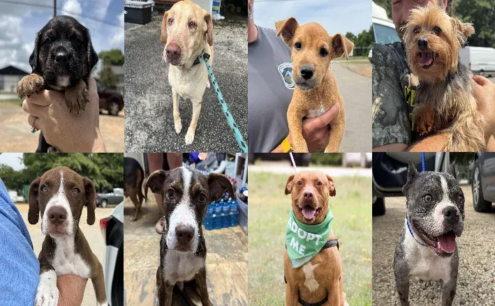 Midlands Pup Shots! July 24