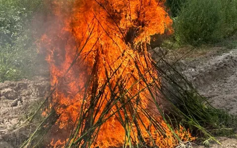 Laçında 1 ton 200 kq çətənə kolu məhv edildi
