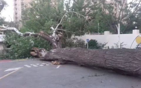 Bakıda külək 7 ağacı aşırdı
