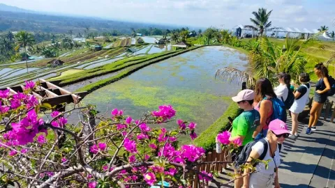 Penyebab Kunjungan Wisatawan ke Jatiluwih Turun 20 Persen