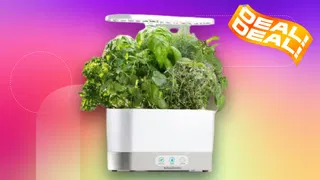 Go From Plant to Plate With This $81 AeroGarden Deal, Its Lowest Price Ever