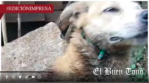 Indiferencia ante la plaga; ayuntamiento se lava las manos ante emergencia