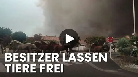 Pferde fliehen vor Flammen in Südfrankreich