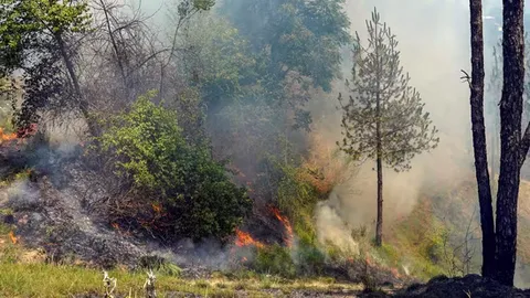 Massive fire in Kasauli forest, IAF choppers deployed to douse flames