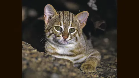 First record of Rusty-spotted cat in UP’s National Chambal sanctuary