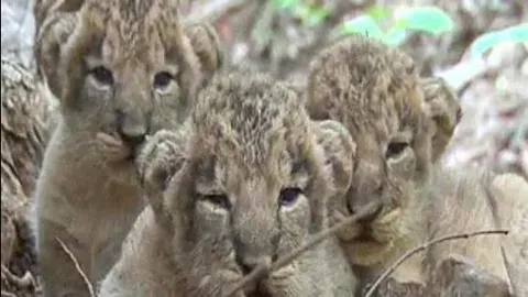 Eight lion cubs die in Gir in a week; Gujarat govt steps up preventive measures