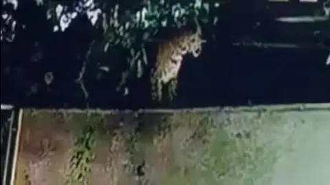 Leopard spotted in Ahmedabad housing society; forest teams launch search