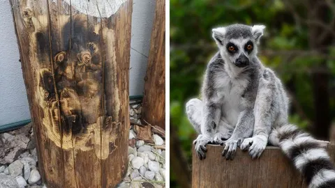 Optische Täuschung im Alltag: Diese 10 Fotos zeigen Tiere, wo eigentlich keine sind