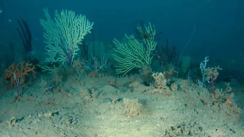 Unterwasser-Drohne liefert Bilder aus dem totgeglaubten Korallenriff – es wimmelt vor Leben