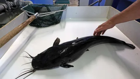 Süßwasserfische von übertragbarem Krebs befallen: Droht die Gefahr auch in heimischen Gewässern?