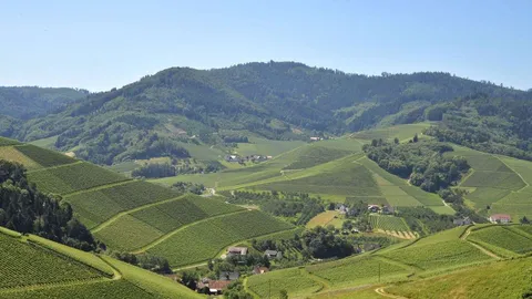 Nicht in Rheinland-Pfalz: Das ist wirklich die längste Weinstraße Deutschlands
