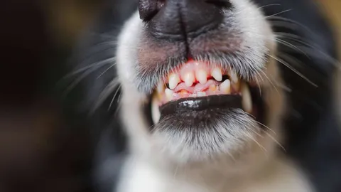 Warum Sie Knurren niemals bestrafen sollten: Ein Hundetrainer erklärt den überraschenden Grund