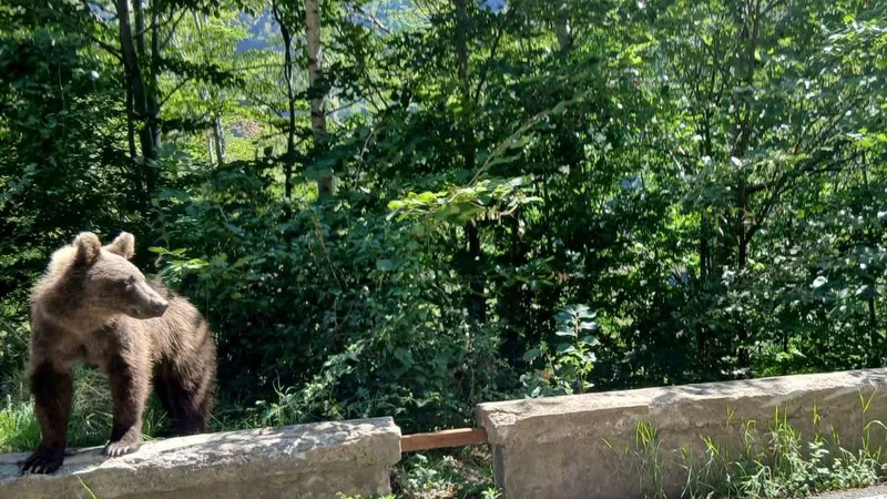 Entwarnung im Allgäu: Vermeintlicher Bärenkot stammt von einem ganz anderen Tier