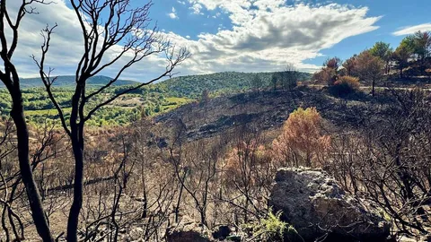 Gelingt einem Brandenburger Forscher der „unbrennbare Wald“?