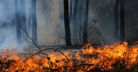 Record-breaking wildfires burned nearly 100,000 hectares in France, interior minister says