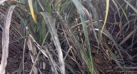 Sugar farmers, workers seek audit of RSSI funds as pest continues to ravage Negros farms