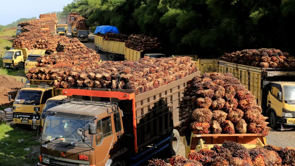 Colombia Palm Oil Boom Faces a Looming EU Deforestation Deadline