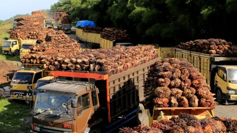 Colombia Palm Oil Boom Faces a Looming EU Deforestation Deadline