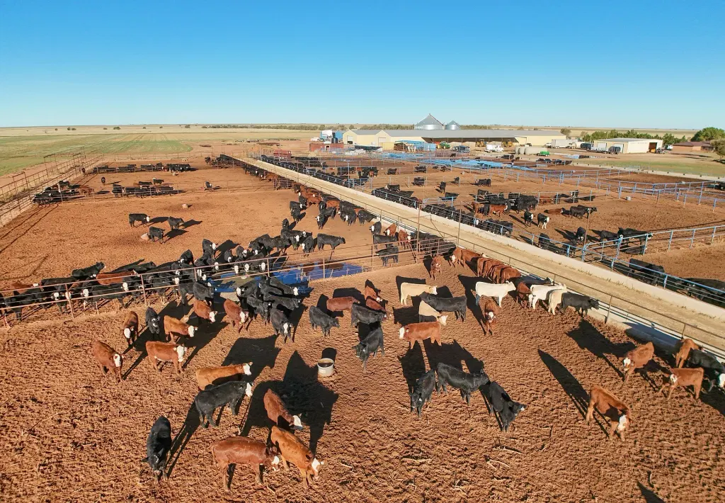 US Mexico Cattle Imports Reopen After Screwworm Ban, Lifting JBS