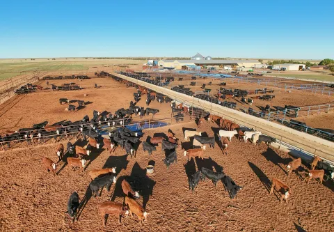 US Mexico Cattle Imports Reopen After Screwworm Ban, Lifting JBS