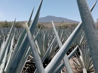 CJNG Tequila Sanctions: US Targets Laundering Network