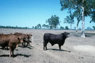 US Lifts Mexico Cattle Ban After Screwworm Crisis