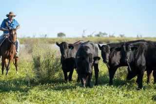 Alqueria Seaweed Methane Trial Cuts Cattle Emissions Over 80%