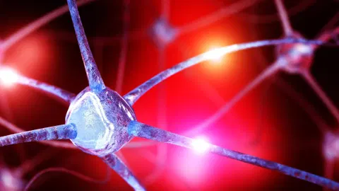 Scientists find hidden brain nutrient deficit that may fuel anxiety