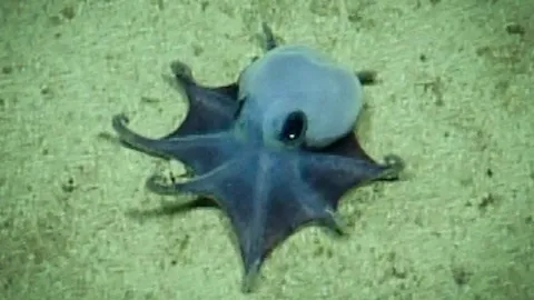 Adorable tiny blue octopus found nearly 6,000 feet beneath the Galápagos