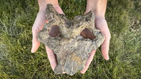 Stunning 150-million-year-old stegosaur skull rewrites dinosaur evolution