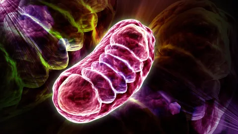 Scientists discover the nutrient that can supercharge cellular energy