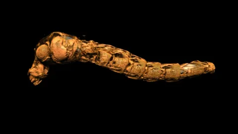 These insect submariners survive depths that should crush them