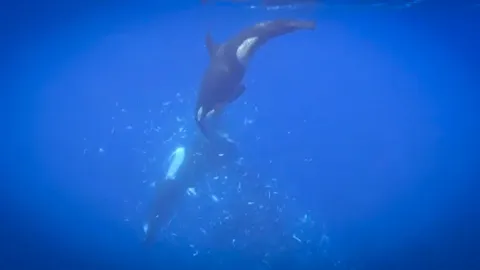 Orcas filmed smashing giant sunfish into thousands of pieces