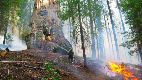 The best way to save giant sequoias may be more fire
